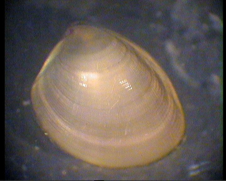 Identificazione bivalve